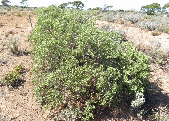 Australian Plants Nitrariaceae